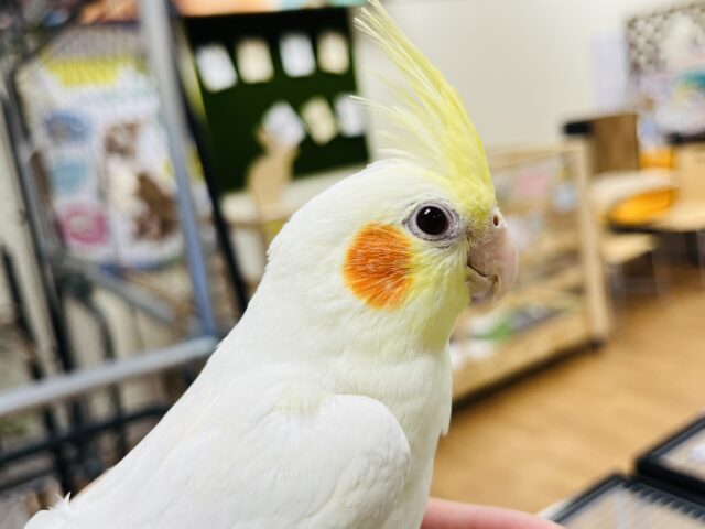 オカメインコ