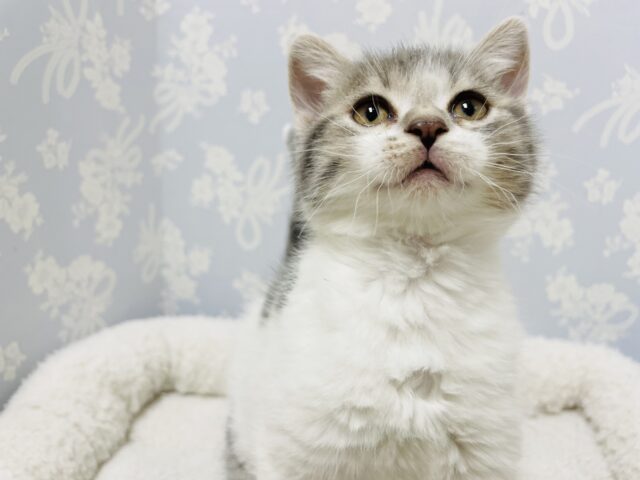 スコティッシュフォールド