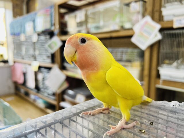 コザクラインコ（小桜インコ）