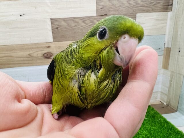 サザナミインコ