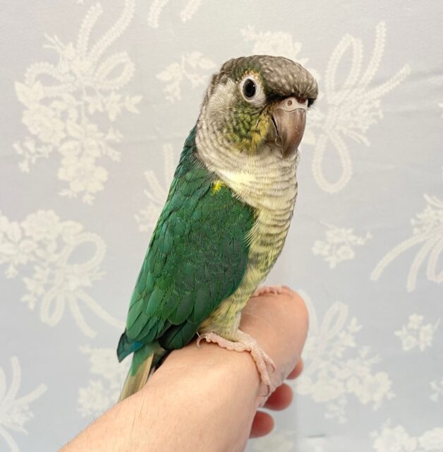 ワキコガネウロコインコ