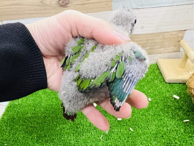ホオミドリウロコインコ