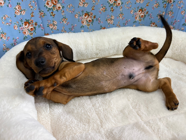 スタンダードダックス