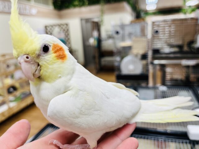 オカメインコ