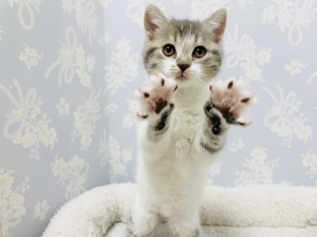 スコティッシュフォールド