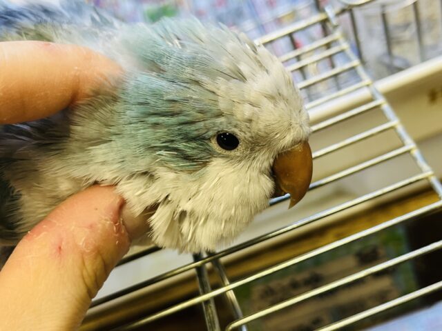 オキナインコ