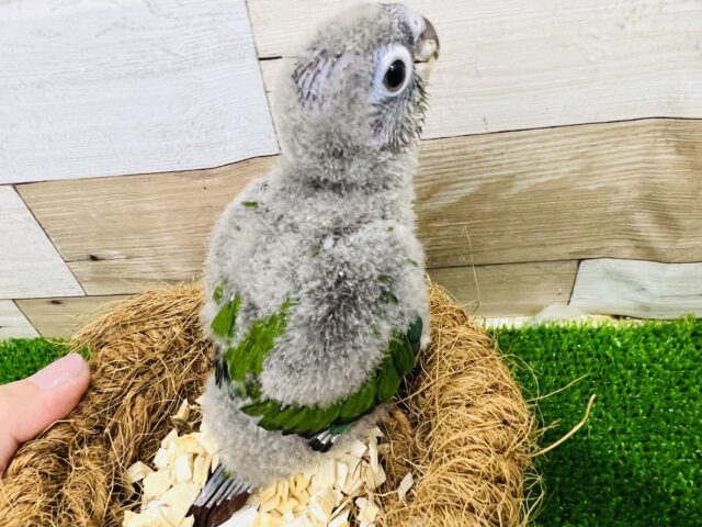 ホオミドリウロコインコ