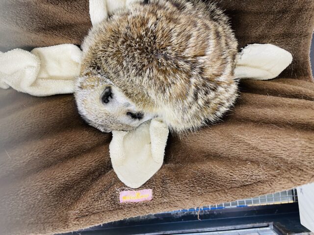 ミーアキャット