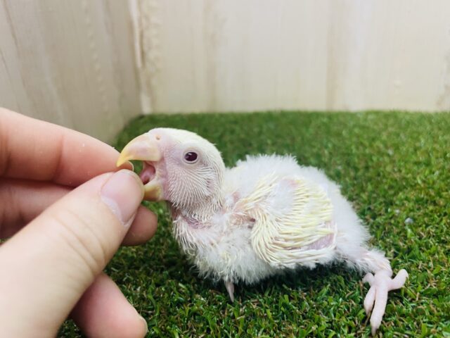 コザクラインコ（小桜インコ）