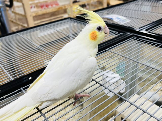 クリクリおめめ♡オカメインコ(ルチノー) オカメインコ