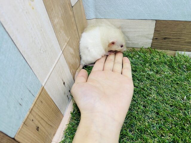 ファンシーラット