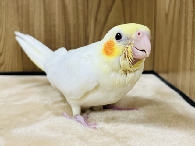 オカメインコ