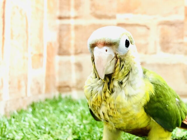 ホオミドリウロコインコ