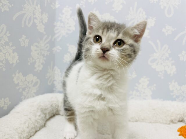 スコティッシュフォールド