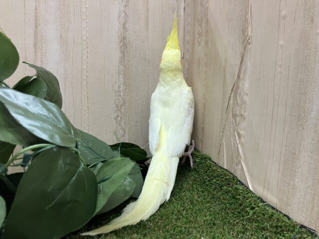 オカメインコ