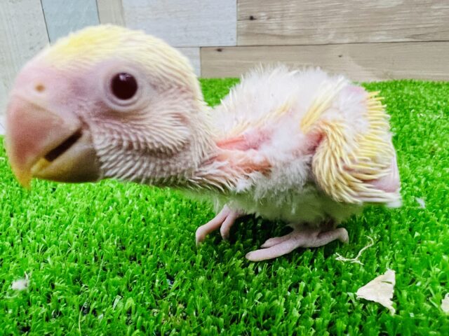 コザクラインコ（小桜インコ）