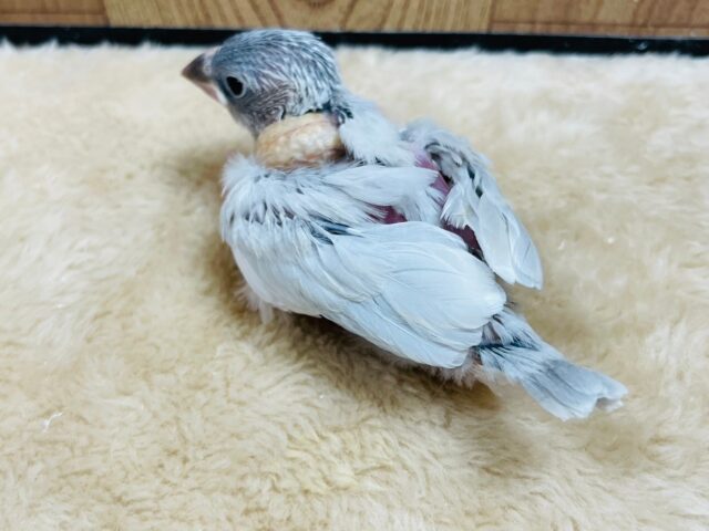 シルバー文鳥
