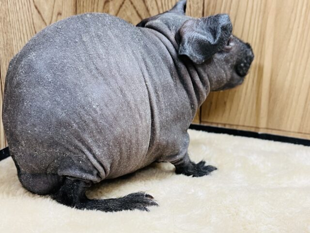 スキニーギニアピッグ