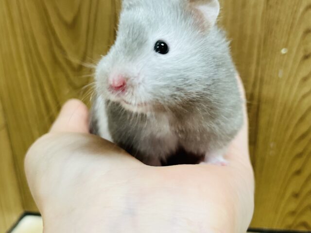 ゴールデンハムスター