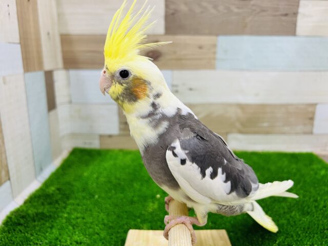 オカメインコ