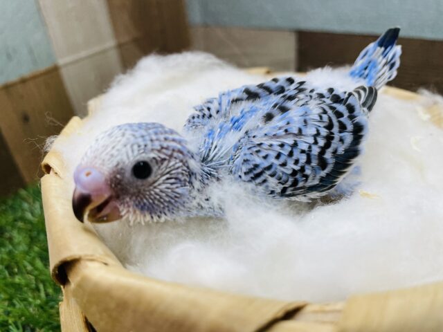 セキセイインコ