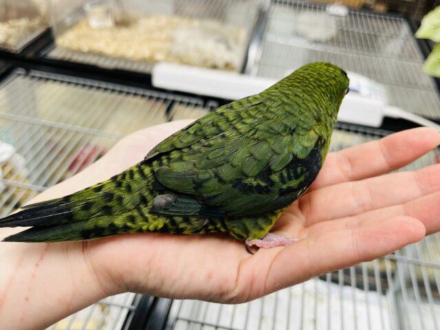サザナミインコ