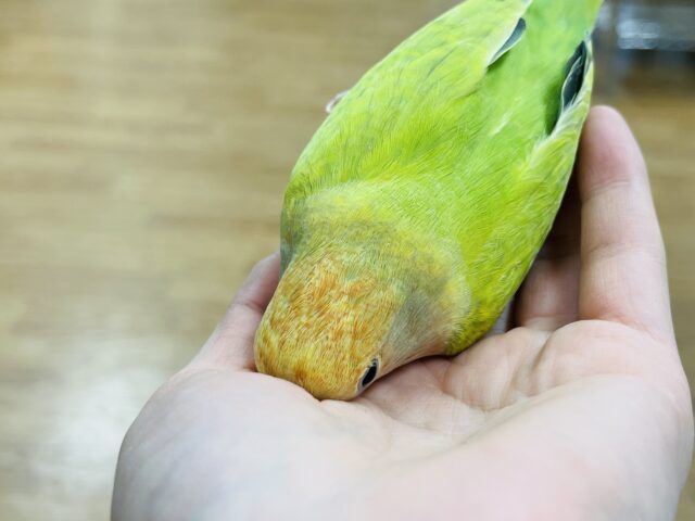 コザクラインコ（小桜インコ）