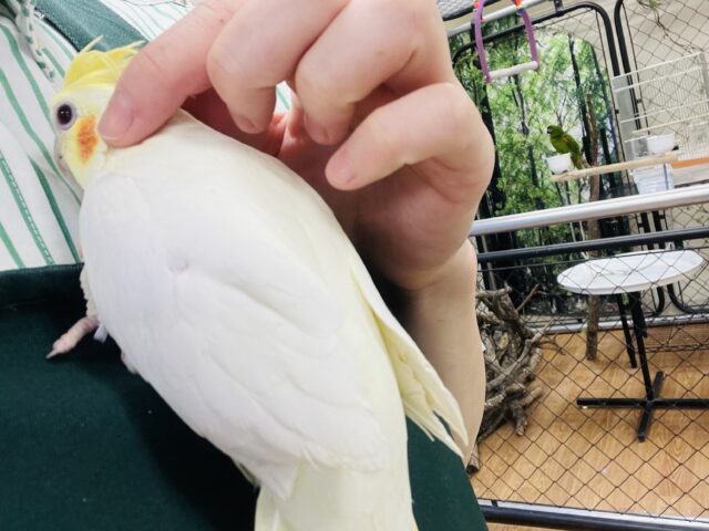 オカメインコ