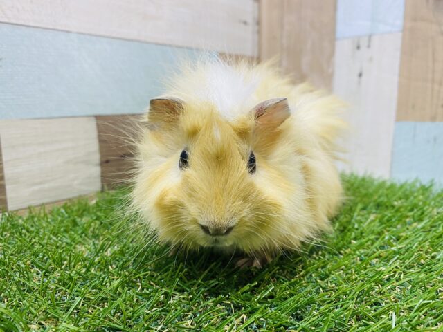 アビシニアンモルモット