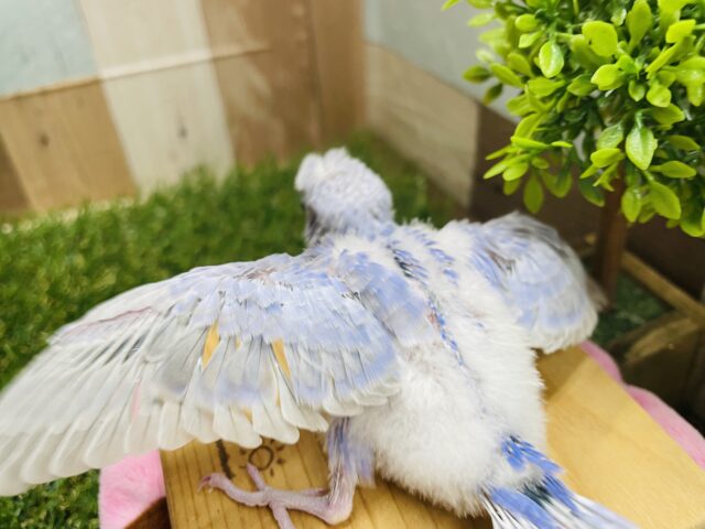 セキセイインコ