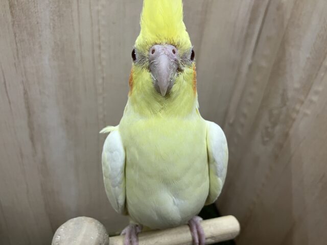 オカメインコ