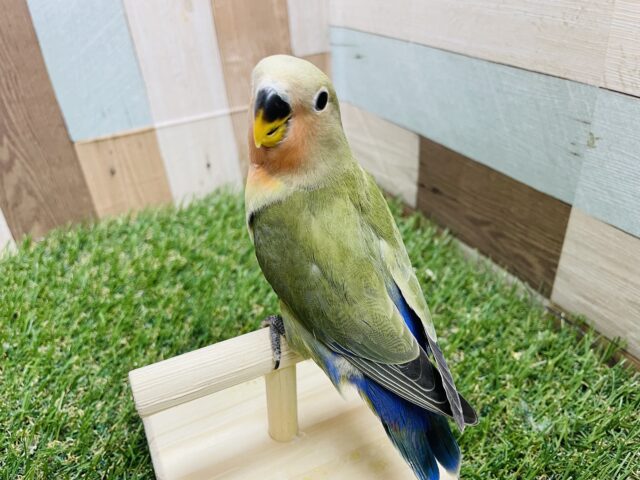 コザクラインコ（小桜インコ）