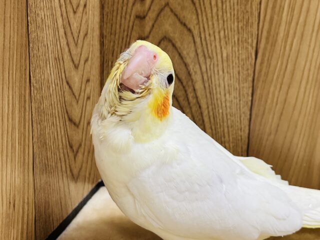 オカメインコ