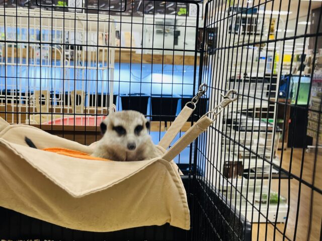 ミーアキャット