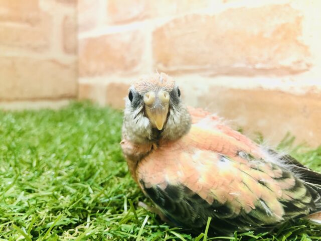 アキクサインコ（秋草インコ）