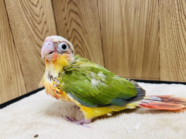 ホオミドリウロコインコ