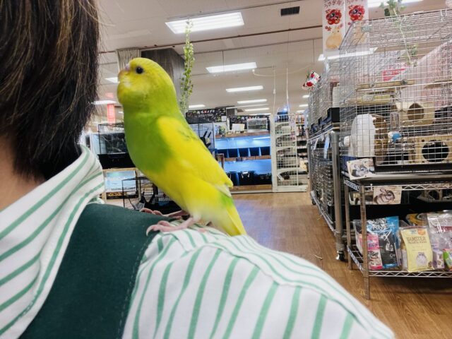 セキセイインコ