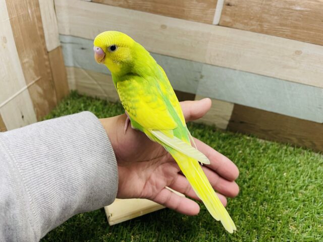 セキセイインコ