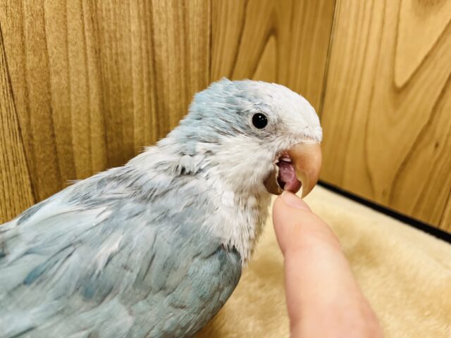 オキナインコ