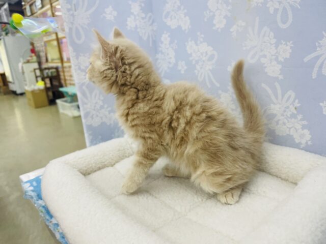 アメリカンカール