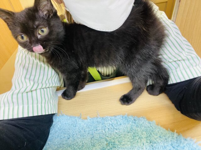 スコティッシュフォールド