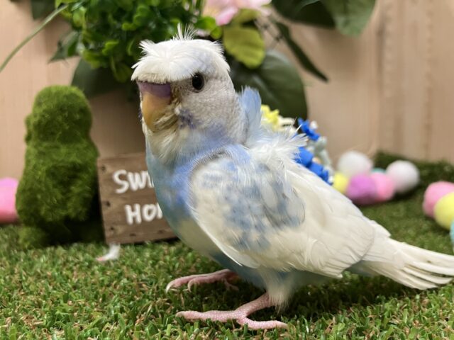 羽衣セキセイインコ