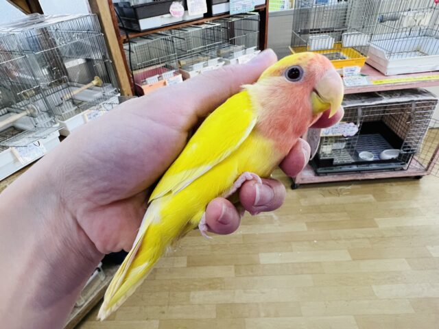 コザクラインコ（小桜インコ）