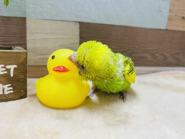 セキセイインコ