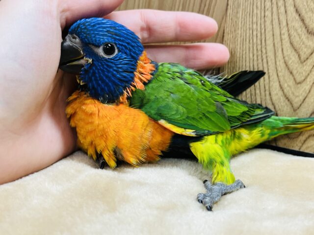 アカエリゴシキセイガイインコ