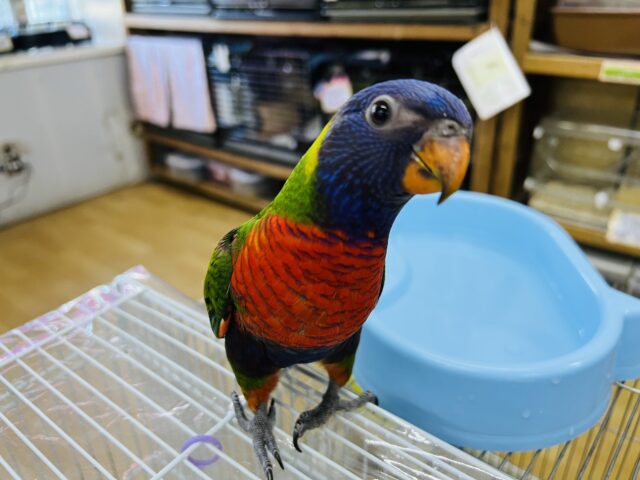 ゴシキセイガイインコ