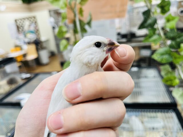 シルバー文鳥