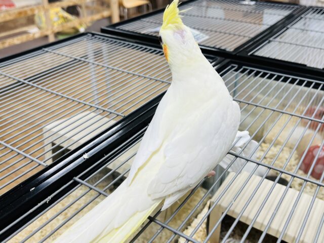 クリクリおめめ♡オカメインコ(ルチノー) オカメインコ