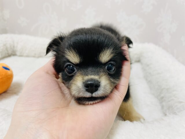 超ホヤホヤ最新画像✨わたち…すぐお腹出しちゃうの♡チワワちゃん! チワワ