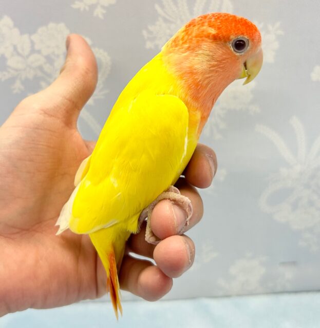 コザクラインコ（小桜インコ）